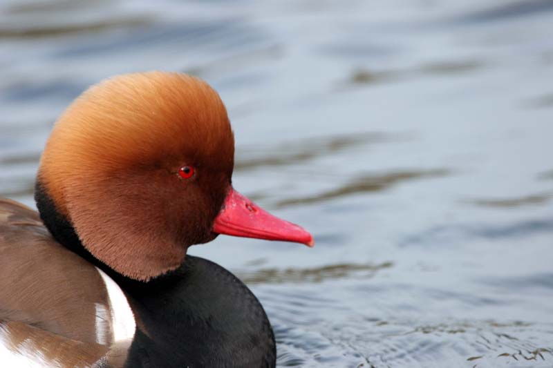 Red-crested Pochard (male) � 2005  F. S. Simpson